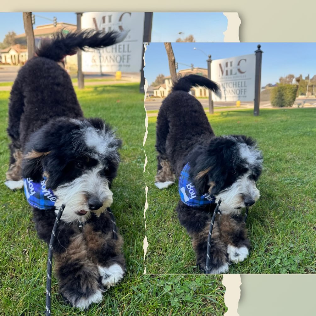 Hank, Chief Happiness Officer at Madera Law Center
